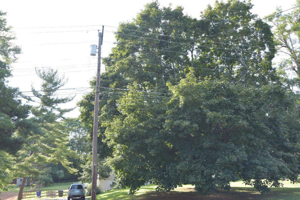 big oak tree and car