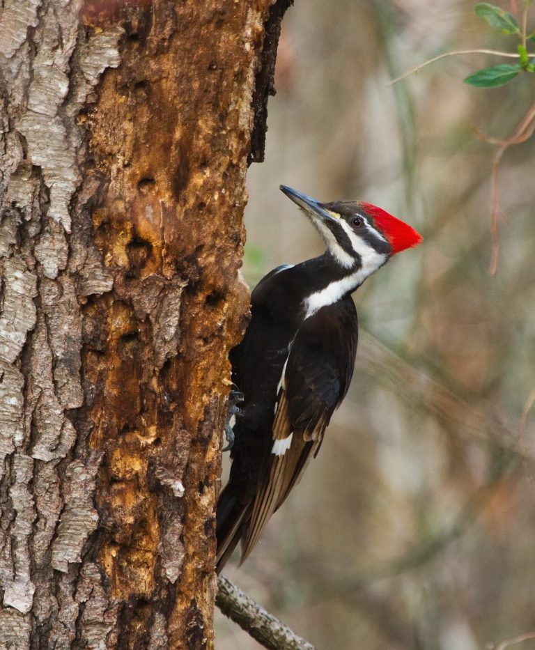 pileated-woodpecker-938685_1280