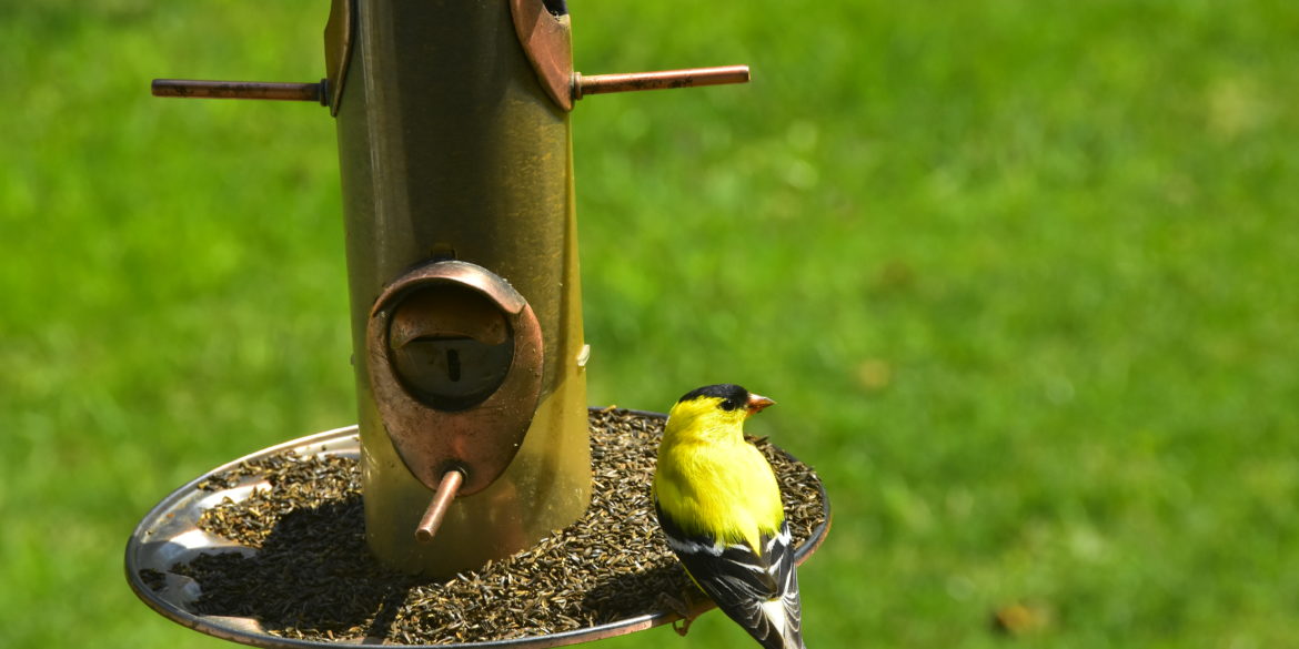 Goldfinches