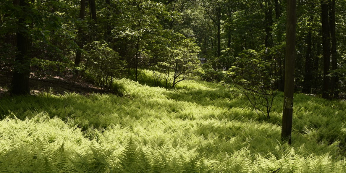 River of Ferns