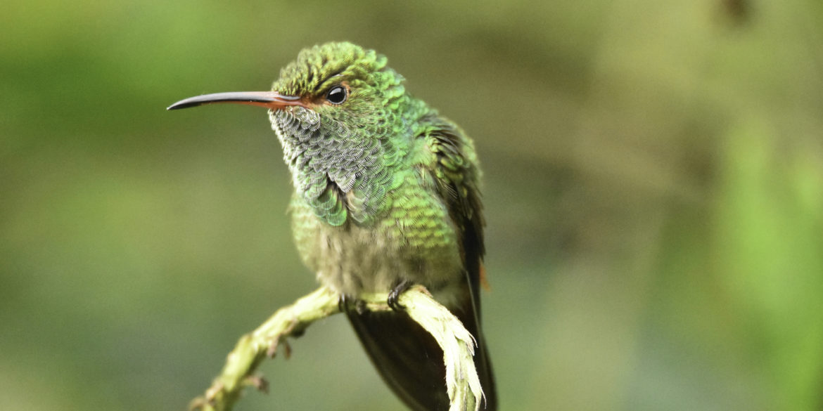 Wildlife of Costa Rica or aka photos of my neighbors on vacation