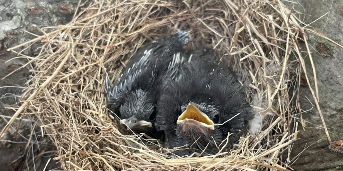 How a small speaker and a stolen nest saved two lives